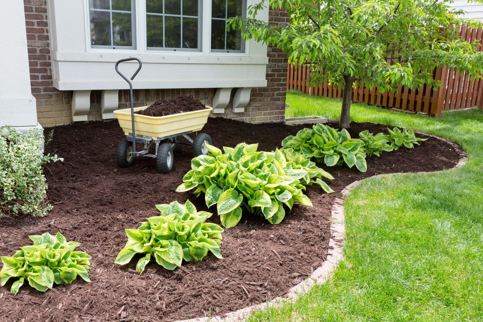 A garden with fresh brown mulch, green hostas, and a wagon in the mulch, in front of a home with a green lawn